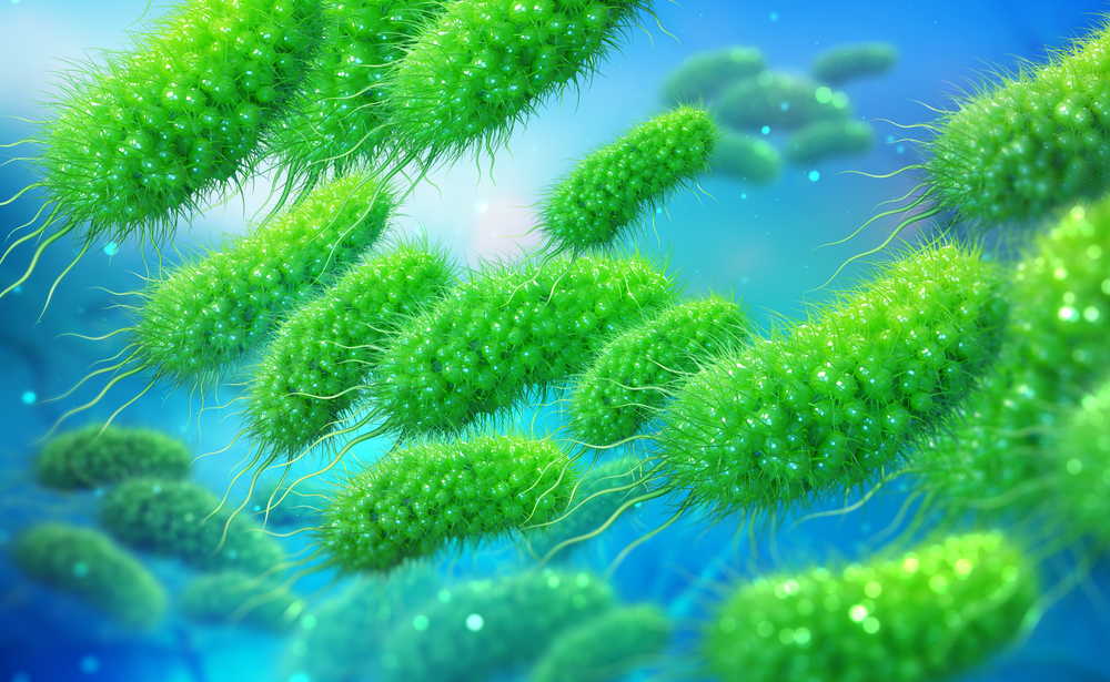 3D illustration of green Escherichia coli bacteria