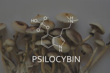 Chemical formula of psilocybin, with the word 'psilocybin' overlaid on Psilocybe cubensis mushrooms