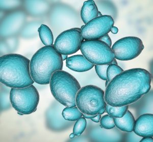 3D illustration of Saccharomyces cerevisiae yeast - a type of fungi which release pyrogens that would be detected using the rabbit pyrogen test