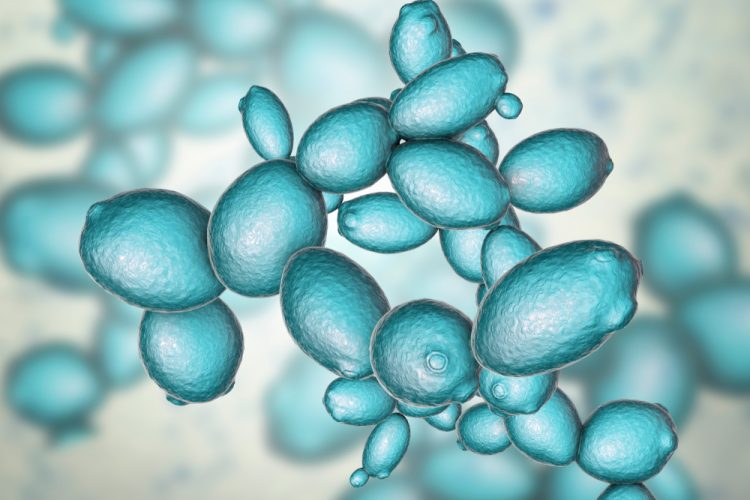 3D illustration of Saccharomyces cerevisiae yeast - a type of fungi which release pyrogens that would be detected using the rabbit pyrogen test