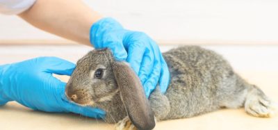 Ph. Eur. rabbit pyrogen test replacement texts in Pharmeuropa 35.1 is ready for public consultation