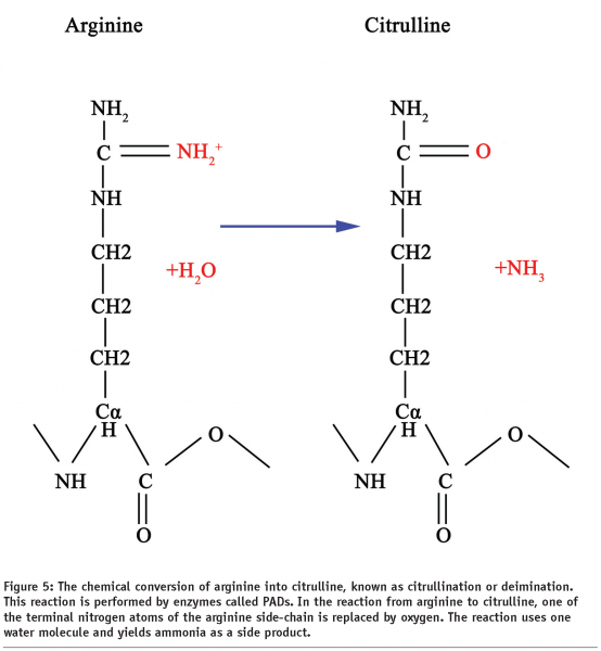 reynolds - figure 5