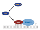 Figure 3: Model for transcriptional gene silencing by small RNAs. Small RNAs complementary to a promoter transcript are bound by an Ago family member which in turn leads to recruitment of chromatin remodeling proteins and heterochromatization.