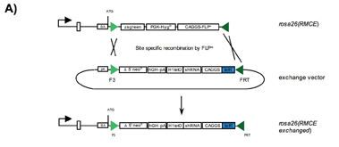 Figure 1: A) Single vector configuration for gene knockdown in vivo. RMCE through Flpe mediated recombination using the exchange vector generates the rosa26(RMCE exchanged) allele. The exchange vector carries the shRNA coding region under the control of the H1-tet promoter, the codon optimised itetR gene under the control of the CAGGS promoter, and a truncated neoR gene for positive selection of clones upon successful RMCE.