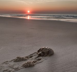 Horseshoe crab on beach