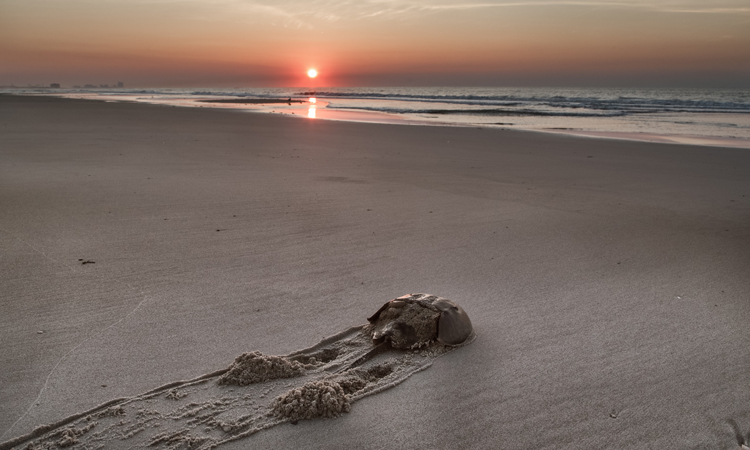 Horseshoe crab on beach