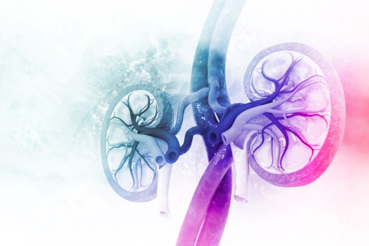 kidney disease IgA Nephropathy (IgAN)