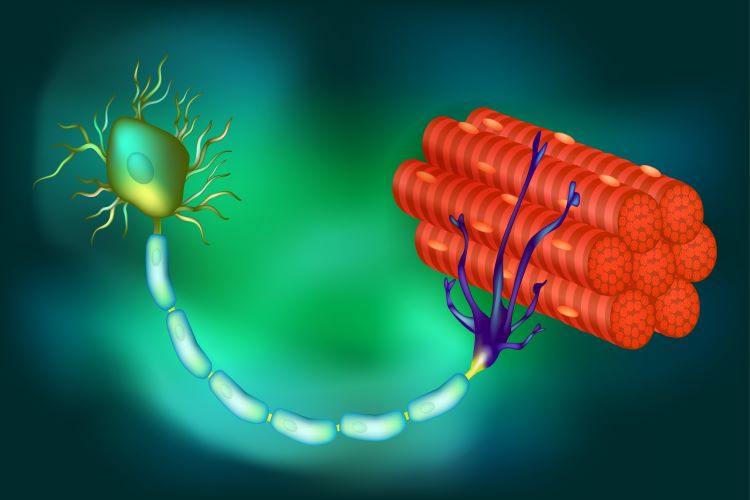 Lenmeldy gene therapy