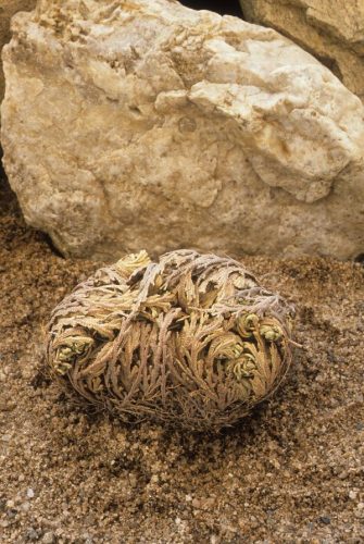 The Resurrection plant was the inspiration for Stablepharma's stabilisation technology. It can remain completely dry and apparently dead for many years without decay, yet its leaves unroll into a vigorous growing plant when rehydrated. It contains a high concentration of trehalose when dry.