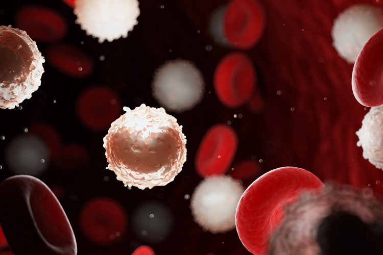 Red and white blood cells in bloodstream, with too many white blood cells indicating leukaemia