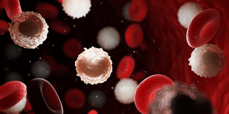 Red and white blood cells in bloodstream, with too many white blood cells indicating leukaemia