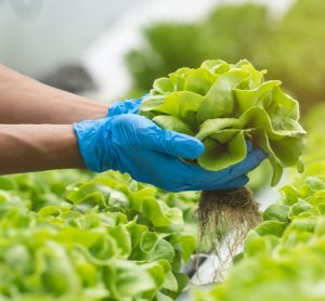 Hands holding lettuce leaves