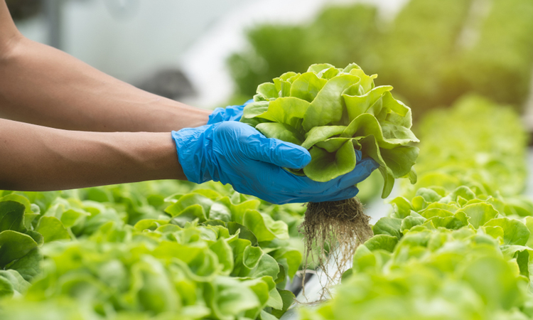 Hands holding lettuce leaves