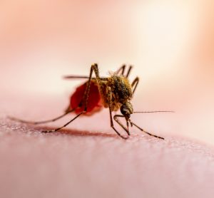 Mosquito on skin