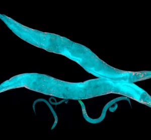 The worm C. elegans - used to test drug side effects