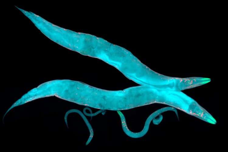 The worm C. elegans - used to test drug side effects