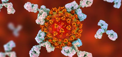 Antibodies attacking COVID-19 virus