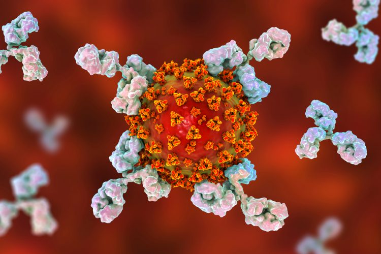 Antibodies attacking COVID-19 virus