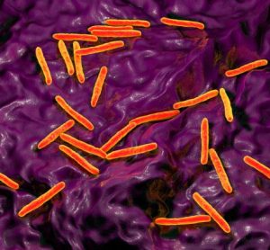 mycobacterial testing biological products