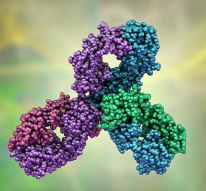 Molecular model of pembrolizumab