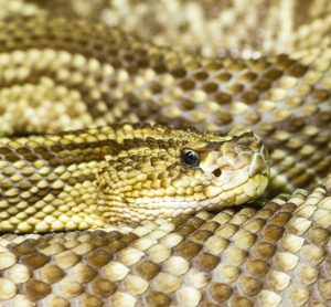 South American rattlesnake