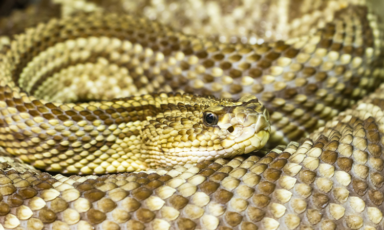 South American rattlesnake