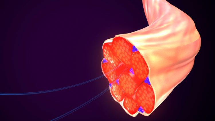 Vamorolone for Duchenne muscular dystrophy (DMD)