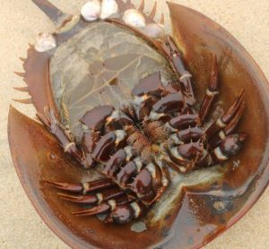 rabbit pyrogen test European Pharmacopoeia