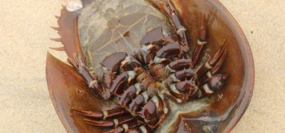 rabbit pyrogen test European Pharmacopoeia