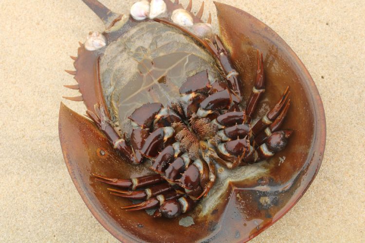 rabbit pyrogen test European Pharmacopoeia