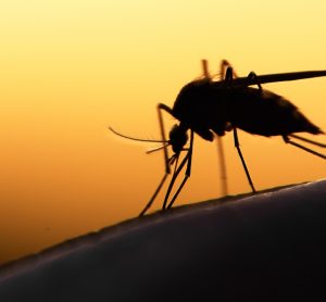 Mosquito transmitting malaria