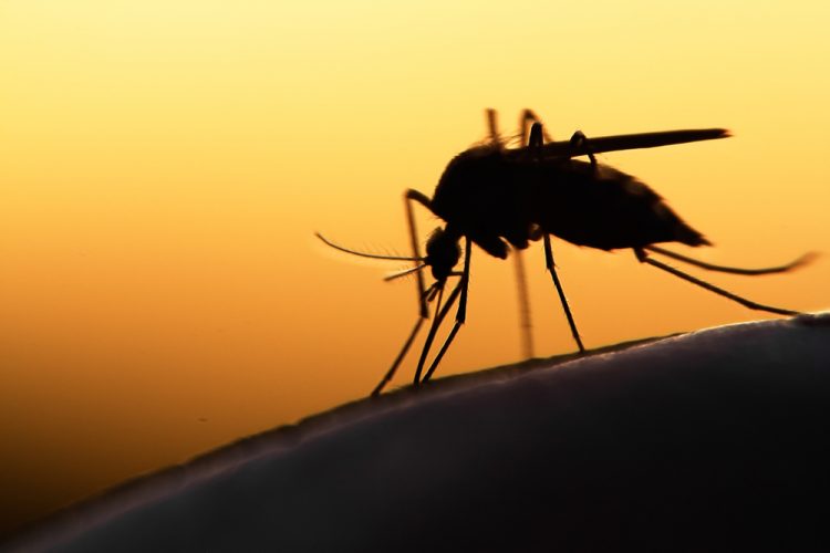 Mosquito transmitting malaria