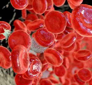 3D illustration showing abundant erythrocytes inside blood vessel