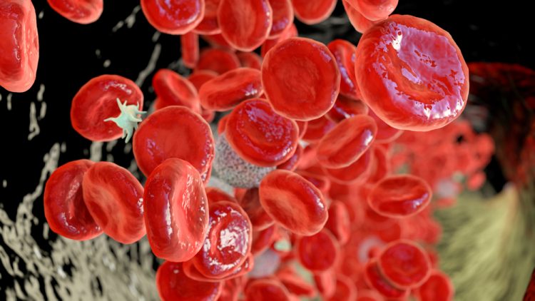 3D illustration showing abundant erythrocytes inside blood vessel