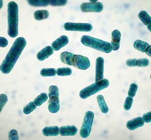 EMBLAVEO Gram-negative bacteria