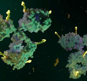 antibody-drug conjugate (ADC)