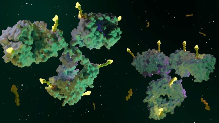 antibody-drug conjugate (ADC)