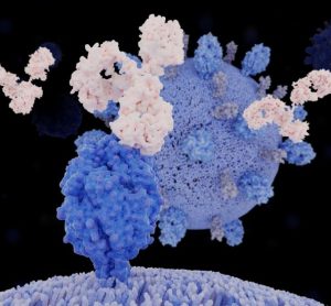 WuXi Biologics HanchorBio Fusion Protein