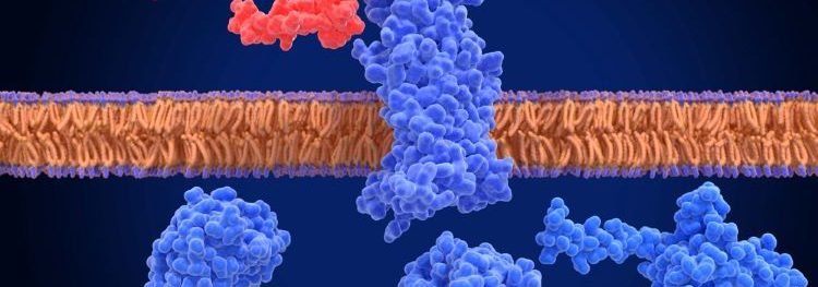 GLP-1 Eli Lilly Teva