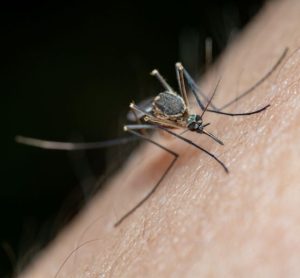 First chikungunya vaccine approved - chikungunya vaccine US FDA approval