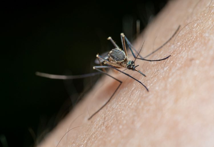 First chikungunya vaccine approved - chikungunya vaccine US FDA approval