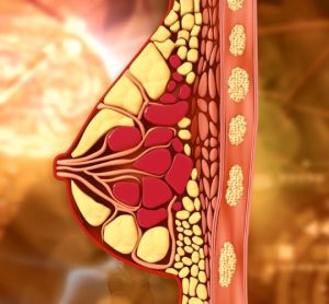 breast cancer ribociclib