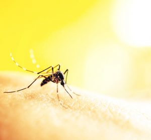 malaria