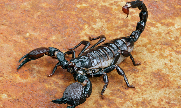 Scorpion