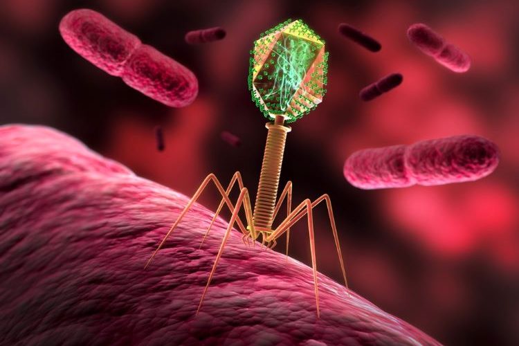 phage therapies MHRA