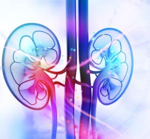 lupus nephritis antibody