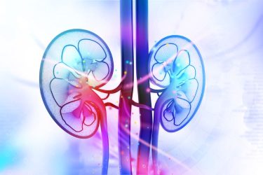 lupus nephritis antibody