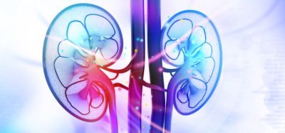 lupus nephritis antibody