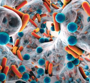 antimicrobial resistance (AMR)