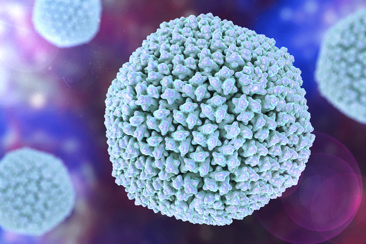 Model of an adenovirus